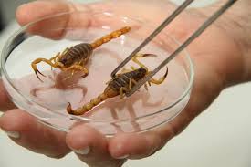 Decoe de Itaporã alerta sobre infestação de escorpiões no município