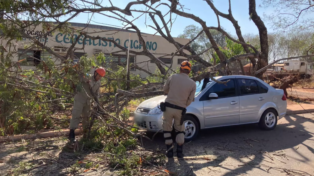 "Já caiu mesmo", disse mulher conformada após carro ser atingido por árvore